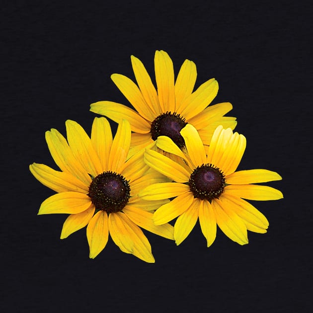 Black Eyed Susans - Trio of Black-Eyed Susans by SusanSavad